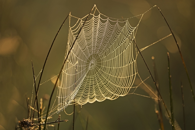 Spinnenweb 640